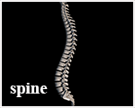 dorn spine selfhelp exercise